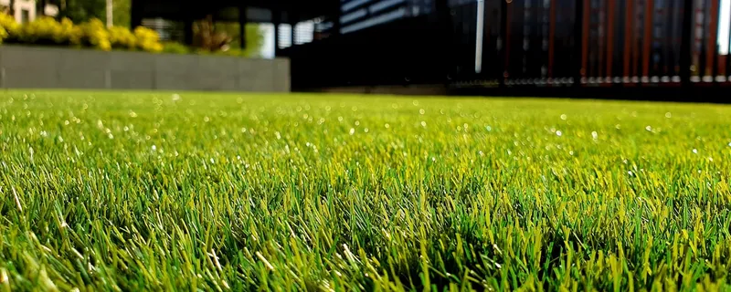 Lush green garden and lawn in summer